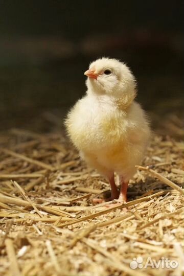 Инкубационное яйцо кур и уток