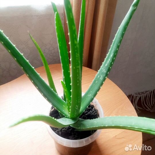 Укорененный отводок алоэ вера