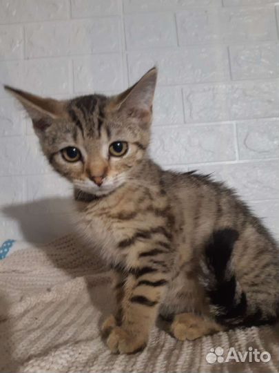 Малипуськи ищут дом