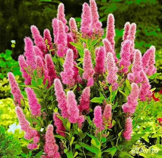 Спирея Дугласа