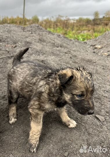Щенки бесплатно