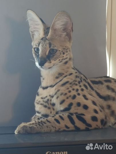 Котенок саванна