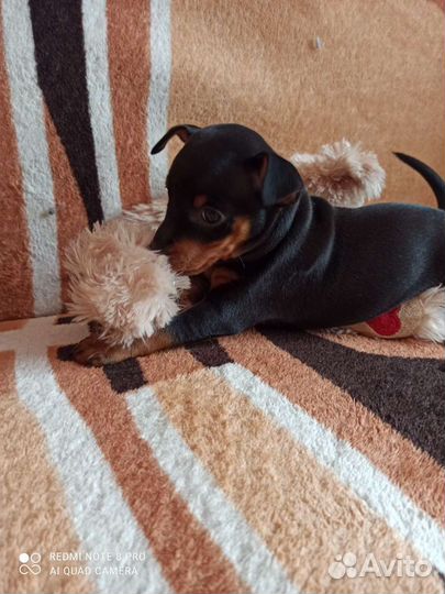 Щенки цвергпинчера