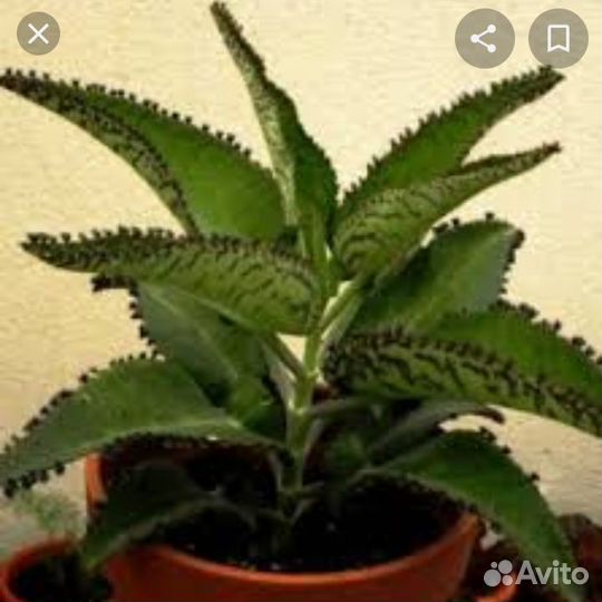 Каланхоэ Дегремона