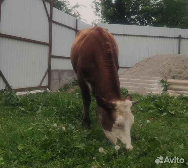 Телка 1.5 года