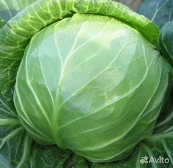Супергигантская капуста 15-20кг семена