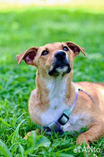 Маленькая собака в дар