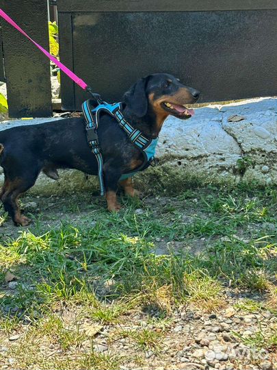 Таксик в добрые руки