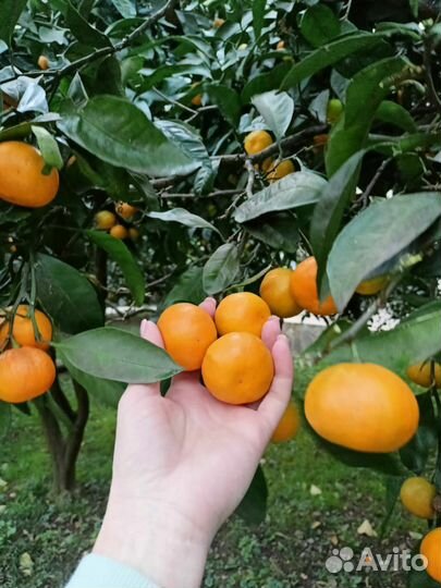 Термальный источник Абхазия