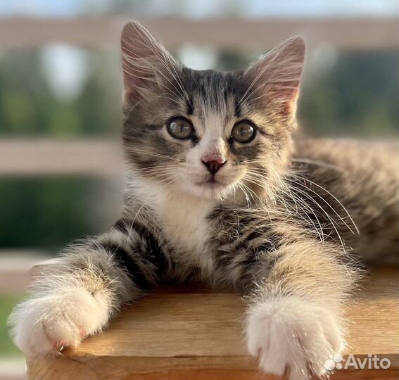 Котята даром