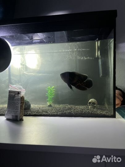 Астронотус