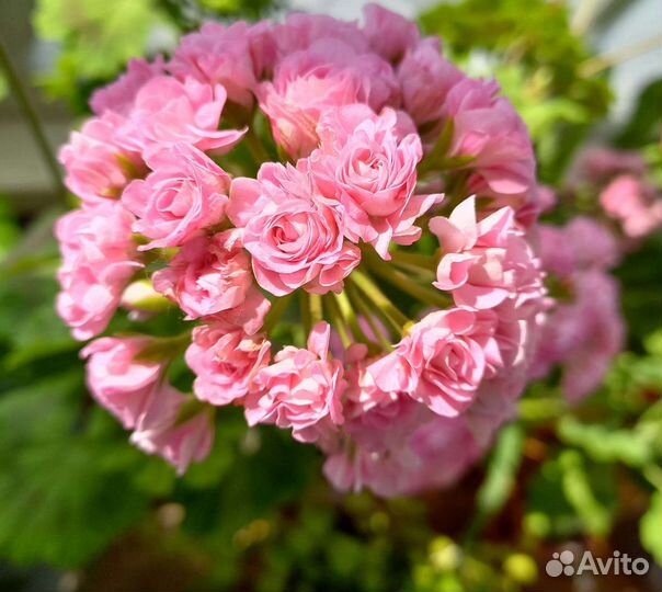 Герань пеларгония