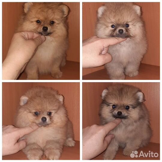 Шпиц миниатюрный щенки