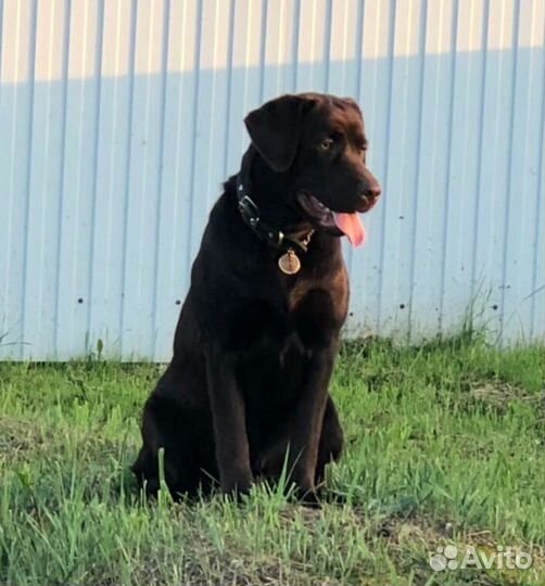 Щенки лабрадора