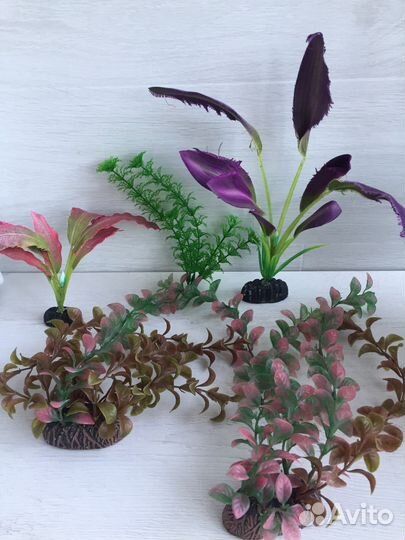 Набор растений и ракушки