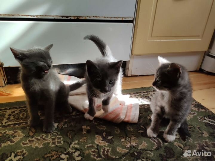 Котята в добрые руки