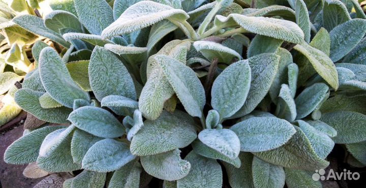 Чистец заячьи ушки