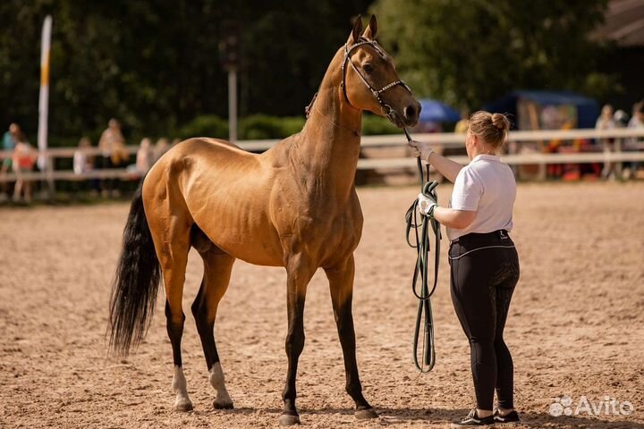 Ахалтекинские лошади