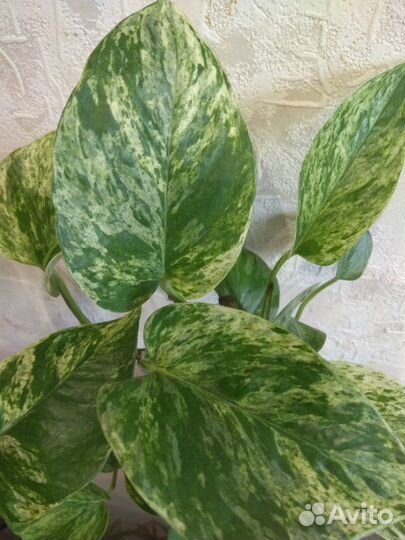 Сциндапсус (Марбл Квин)