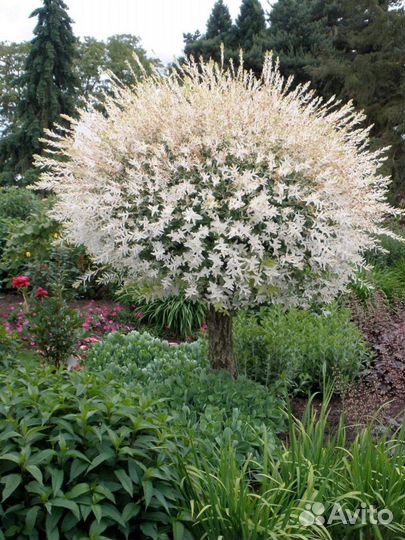 Ива Хакуро Нишики (Hakuro Nishiki)