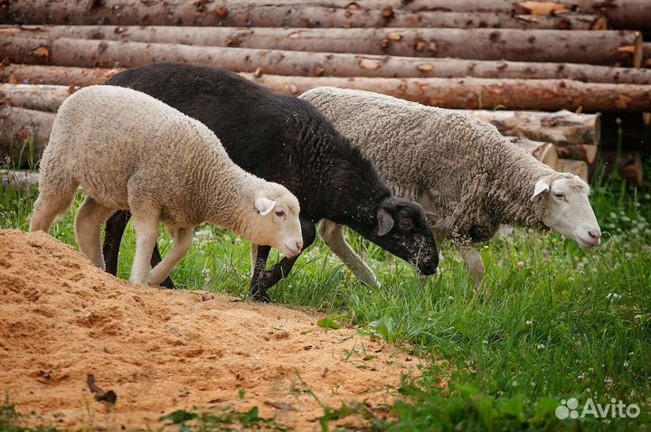 Овцы, Камерунские козлята