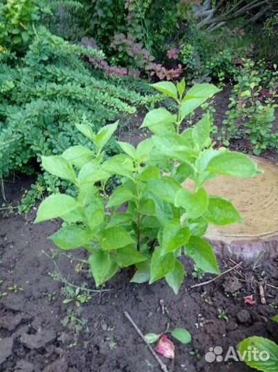 Цветы садовые