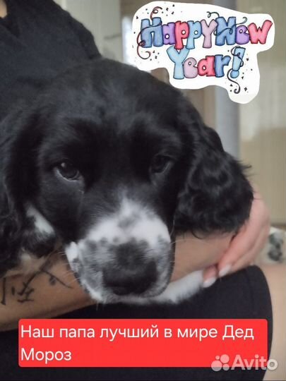 Щенки русского спаниеля