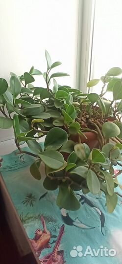 Комнатные цветы