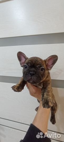 Французики