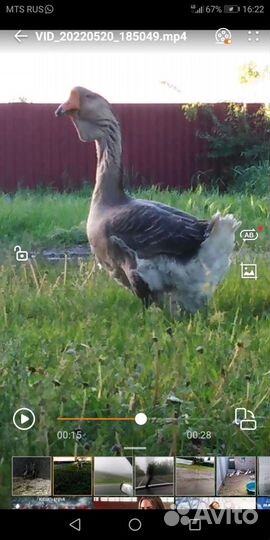 Холмогорские гусята