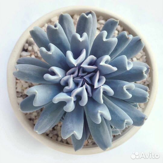 Эхеверии, эчеверии