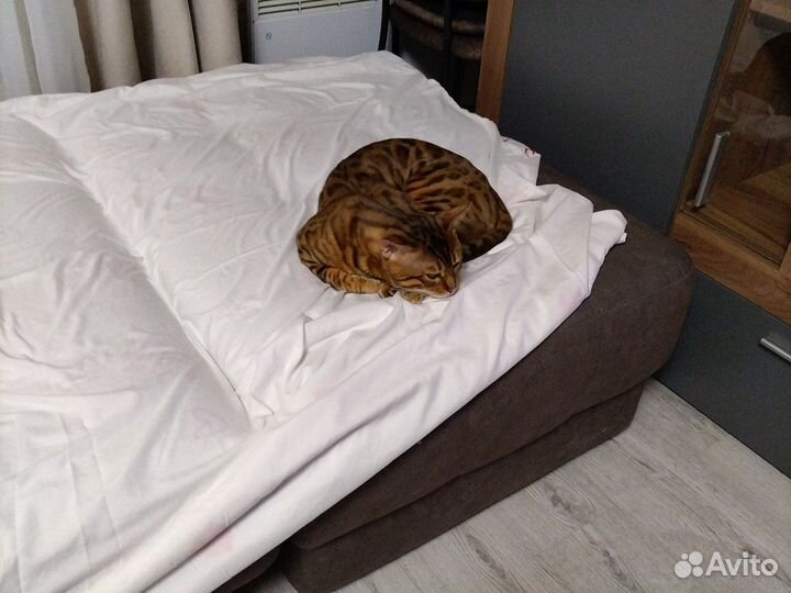 Бенгальский кот вязка