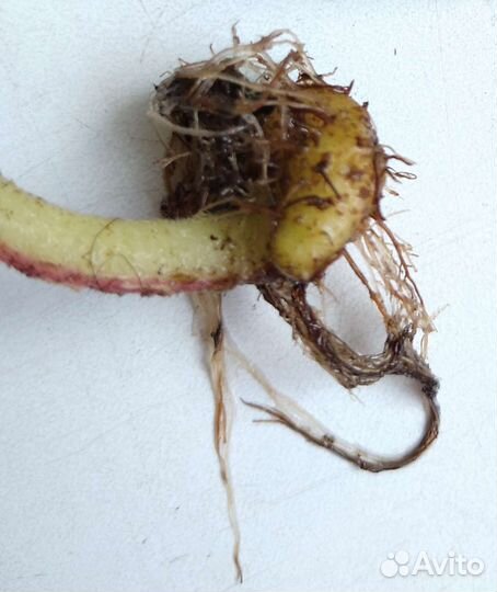 Глоксиния клубни