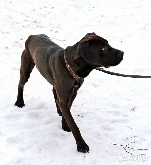 Молодой питбуль живет в вольере ищет дом