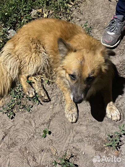 Найдена собака (мальчик)