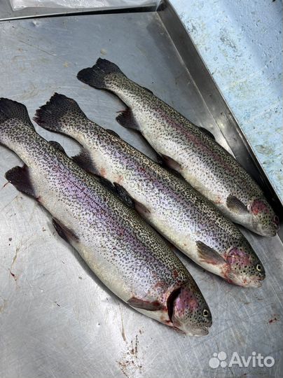 Живая рыба форель