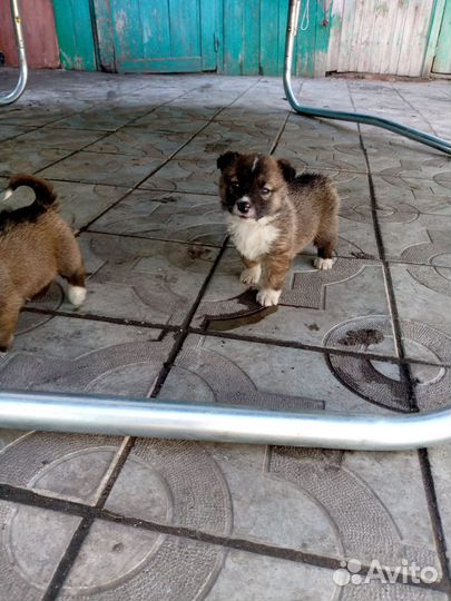 Собака в добрые руки отдам бесплатно щенки