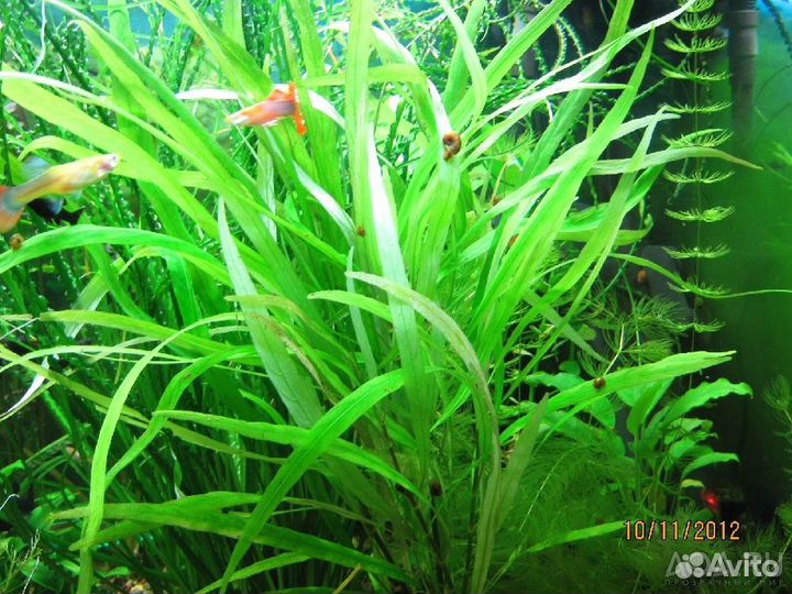 Неприхотливые аквариумные растения