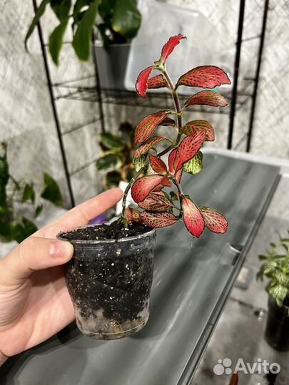 Комнатные растения