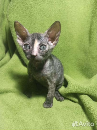 Донской сфинкс котята