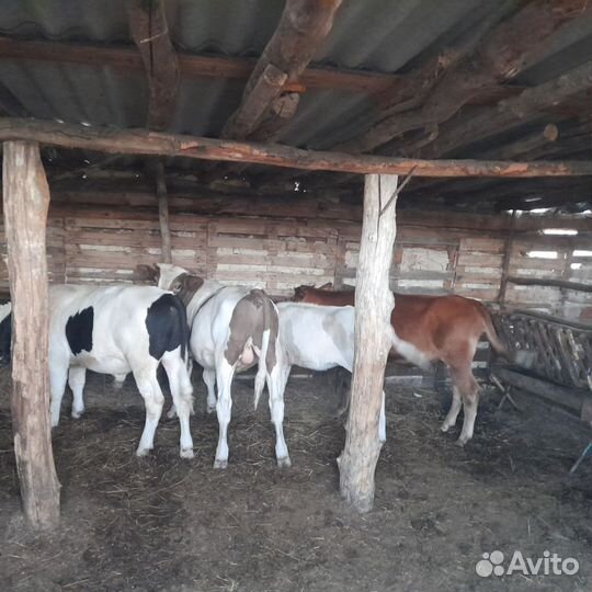 Две коровы две тёлочки два бычка