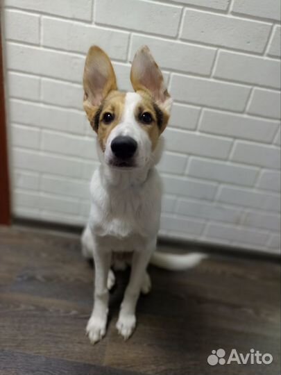 Отдам в добрые руки друга Чарли