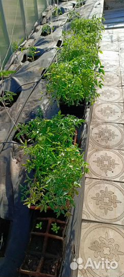 Рассада помидор