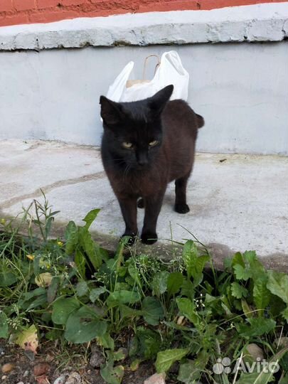 Беременная кошечка