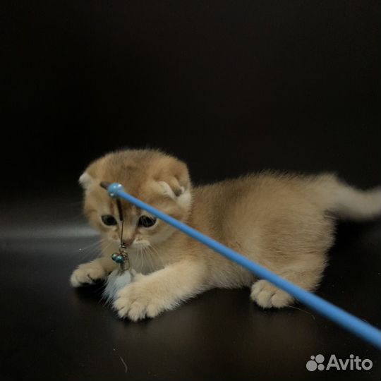 Котята золотая шиншилла вислоухие