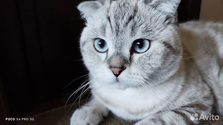 Шотландский кот на вязку