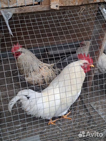 Молодые петухи