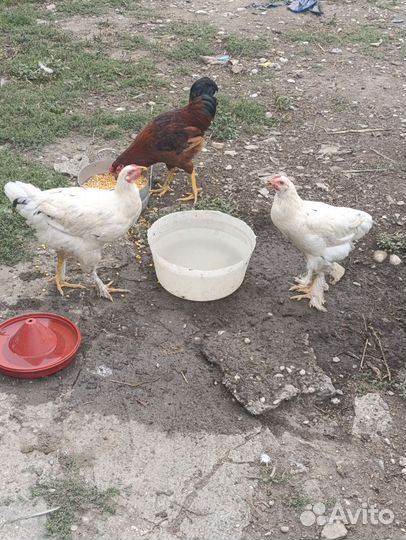 Бойцовые петух