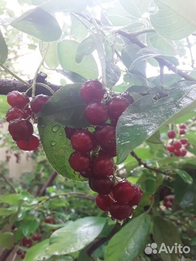 Ягода черёмухи чёрной и красной