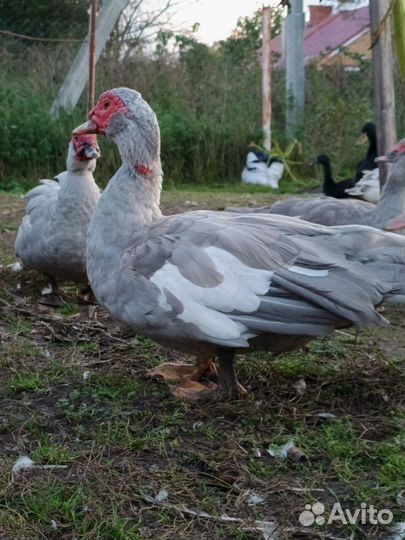 Индоутки серо-жемчужные